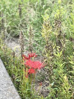 つぼみを見つけるとうれしい野生のもの